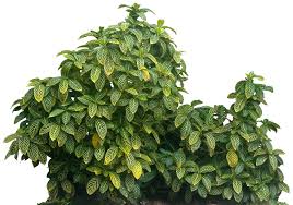 Image result for Sanchezia