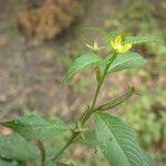 Image result for Ludwigia erecta