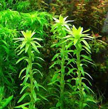 Image result for Limnophila fluviatilis