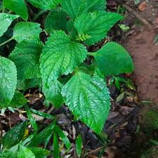 Image result for Coleus lasianthus