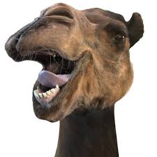 What is the name of the strait joining the north sea and the english channel? Geico On Twitter Caleb The Camel And Mike Would Like You To Know That 1 It S Humpday 2 You Can Still Order Exclusive Hump Day Merchandise In The Geico Store Https T Co Dueylltffy Https T Co Y2qfe4jqgl