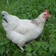 Ich hab da total unterschiedliche angaben gefunden. Sussex Huhn Steckbrief Fotos Legeleistung Eigrosse Und Haltung Auf Einen Blick