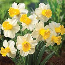 Herbs Daffodil Flower Daffodil Flower Daffodil Doodle Daffodil Tattoo Daff Daff Daffodil Doodle Fl Daffodil Flower Daffodils Planting Bulb Flowers