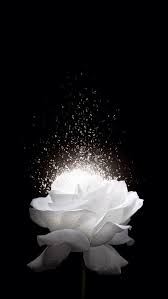 White Flower Black Ice Background Sfondi Floreali Carta Da Parati Floreale Carta Da Parati Scura