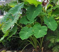 How To Grow Taro Arbi Care And Growing Colocasia