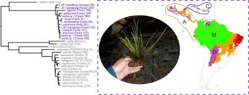 Image result for Isoetes schweinfurthii