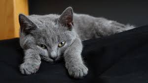 Chartreux Ve Ozellikleri Miyhav Com