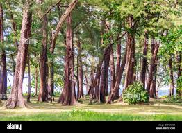 Image result for Casuarina junghuhniana