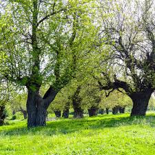 The most favorite tree of the silkworm is the mulberry tree. Everything You Need To Know About Everbearing Mulberry Trees This Old House