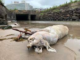 非洲豬瘟防控 / 非洲猪瘟防控 ― fēizhōu zhūwēn fángkòng ― prevention and control of african swine fever. P6qhibclqlwnkm