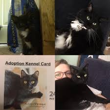Find cats and kittens wanted, to adopt, and better than craigslist. Rebel We Got As A Little Free Flee Infested Kitten On Craigslist 2 Years Ago And Ink A Surrendered Pregnant Mama Cat Was Adopted By My Brother After My Brother Passed Last