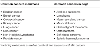 The mast cell tumor dog life expectancy is variable depending on the grade of the mast cell tumor and the location. Frontiers Horizons In Veterinary Precision Oncology Fundamentals Of Cancer Genomics And Applications Of Liquid Biopsy For The Detection Characterization And Management Of Cancer In Dogs Veterinary Science