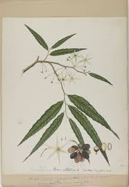 Image result for Monoon