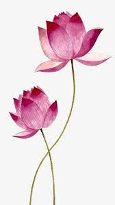 Pink Lotus Png And Psd Lotus Pink Png Psd Lotus Art Flower Drawing Flower Art Painting