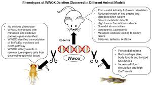 Wildlife causes 'pest' problems globally. Frontiers Modeling Wwox Loss Of Function In Vivo What Have We Learned Oncology