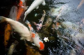 Skander Khlif Bali Spirit