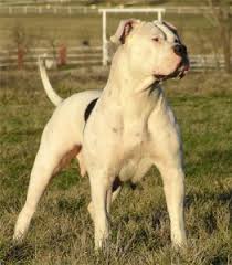 We offer some of the best american bulldogs in the game. Hybrid American Bulldogs Old Bulldogs