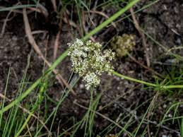Image result for Clutia angustifolia