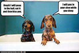 10 Hilarious And True Dachshund Memes That Will Totally Make Your Day