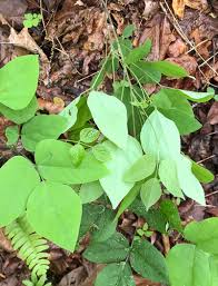 Image result for Hylodesmum