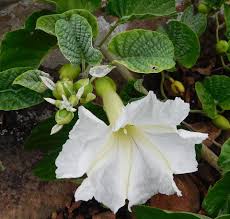 Image result for Ipomoea albivenia