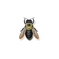 Birds may be beautiful in nature, but they aren't when they're causing problems in and around your facility. Carpenter Bee Identification Habits Behavior Ehrlich Pest Control