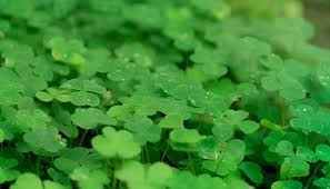 Semanggi (marsilea crenata) yang terkenal juga sebagai nama suatu area di jakarta ini, adalah tumbuhan air yang banyak tumbuh di area danau, dan sungai. Semanggi Taksonomi Morfologi Habitat Sebaran Manfaat Mitos