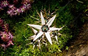 Image result for Macledium zeyheri