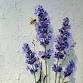 Hambly Farms Brushes and Blooms Paint and Pick