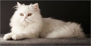 Maybe you would like to learn more about one of these? Perawatan Kucing Persia Peaknose Agar Bulu Indah Untuk Pemula