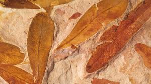 Image result for Argocoffeopsis