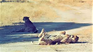 Super Relaxed Cheetah In Botswana S Kalahari Safari Desert Biome Animals