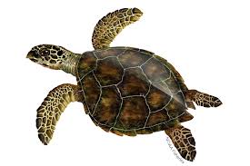 Hawksbill Sea Turtle Illustration Sea Turtle Turtle Turtle Conservation