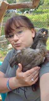 These are my Amercaunas, the youngest and favorites of all my birds! Each  one is so unique not only in coloring but personality too. The one my son  and I are holding