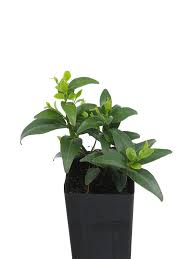 Image result for Jasminum multipartitum