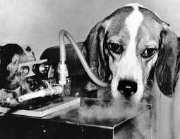 Oui Non Animal Experiments Beagle Animals