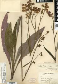 Image result for Senecio cryphiactis