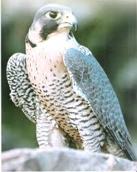 Posted by carlos furtado (figueira da foz, portugal) on 3 october 2014 in animal & insect and portfolio. Zoologico Virtual Do Koba Falcao Peregrino