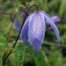 Instead of glass, you can also cover the soil with plastic wrap or a plastic bag. Clematis Alpina Planting Pruning And Care For This Blue Hued Vine