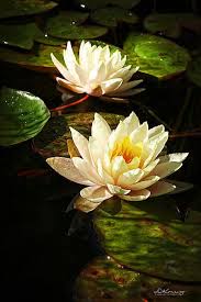 Fineartamerica Com Water Lilies Art Oil Painting Flowers Lily Painting