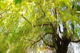 Yellow leaves on a the forest is a competitive place, with many trees fighting for the same limited light and nutrients. Trees Not To Have In Your Horse Pasture