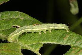 Insect and related pests of field crops (ag271). Crop Pests Insect Information Extension Entomology Kansas State University