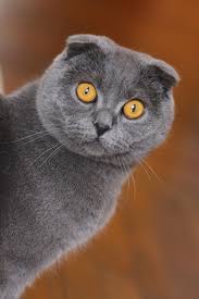 Grey Scottish Fold Cat Scottishfoldcats Different Type Of Scottish Fold Cat Breeds At Catsincare Com Sevimli Kediler Hayvanlar Kedi