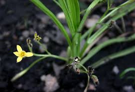 Image result for Hypoxis angustifolia