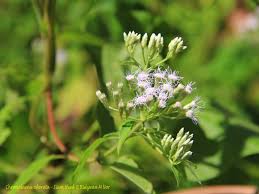 Image result for Chromolaena