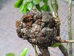 Crown Gall Dummer Garden Manage Gfinger Es La App De Jardineria Mas Profesional