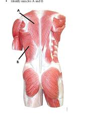 May 19, 2021 · the anatomy of the muscles of the back anatomy of back muscles. Solved Back Muscle Anatomy Chegg Com