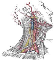 Veins and arteries in neck. Figure Arteries Of The Head And Statpearls Ncbi Bookshelf