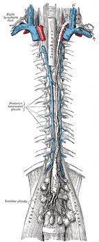 Therefore, we are limited to the nomenclature of terminologia anatomica. Cisterna Chyli Wikipedia