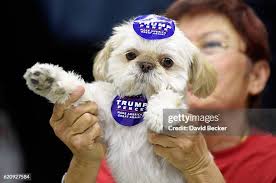 546 Teddy The Dog Stock Photos, High-Res Pictures, and Images